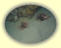 IMG_2007_05_28 23_07_55 * 2272 x 1704 * (389KB)